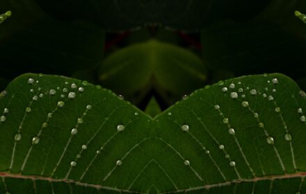 Poinsettia 2D