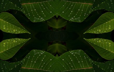 Poinsettia 2D Quad A