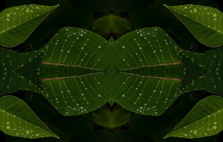 Poinsettia 2D Quad B