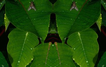 Poinsettia 3A