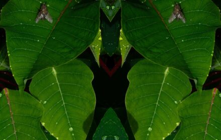 Poinsettia 3B