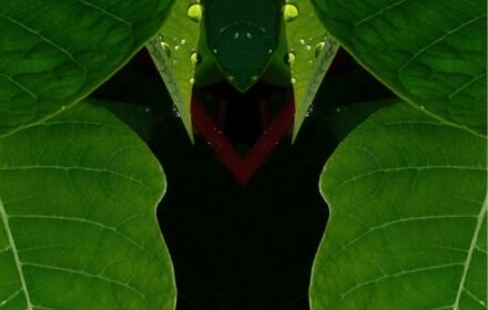 Poinsettia 3B Crop