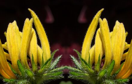Rudbeckia 2A