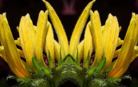 Rudbeckia 2B Quad C