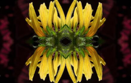 Rudbeckia 2B Quad A