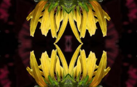 Rudbeckia 2B Quad B