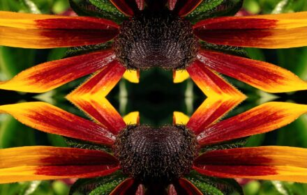 Rudbeckia Dip 5B Quad B