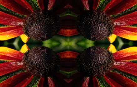 Rudbeckia Dip 5E Quad A
