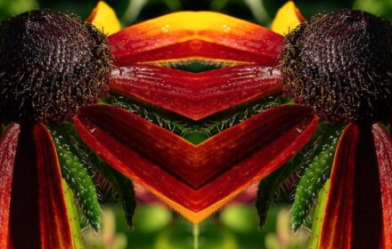 Rudbeckia Dip 5E Quad D